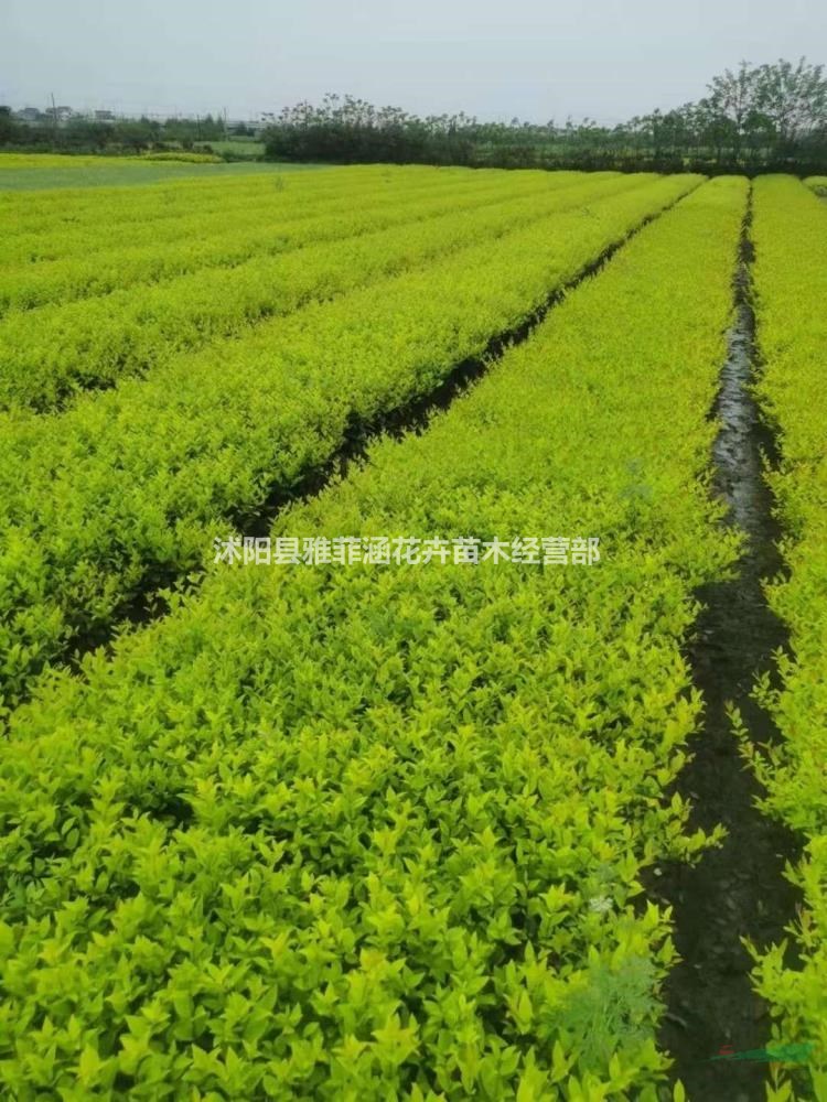 常年供應各種規格品種小苗，金冠女貞，基地50萬株出售，價格優惠