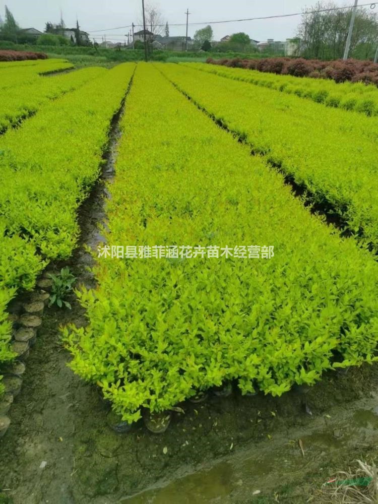 常年供應各種規格品種小苗，金冠女貞，基地50萬株出售，價格優惠