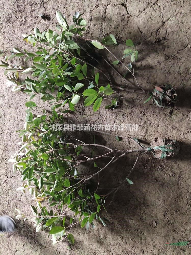 常年出售各種規格小苗，大小毛球內，金森女貞，紅葉石楠，衛矛..