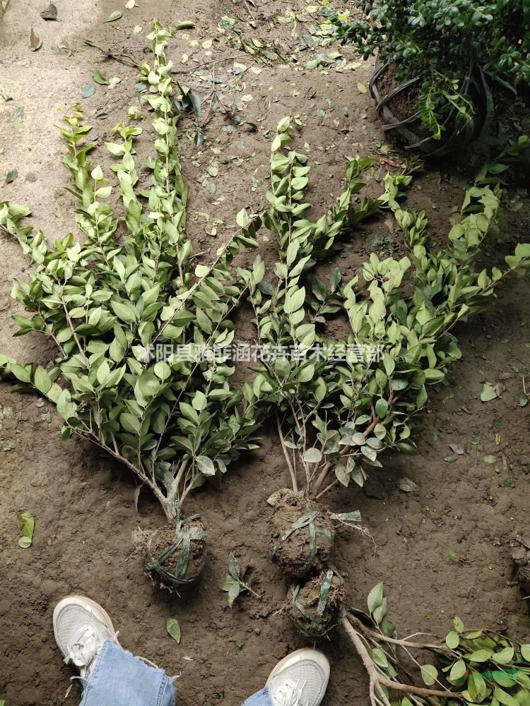 常年出售各種規格小苗，大小毛球內，金森女貞，紅葉石楠，衛矛..