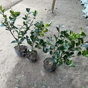 茶梅小苗出售中，价格便宜，各种规格小苗出售中