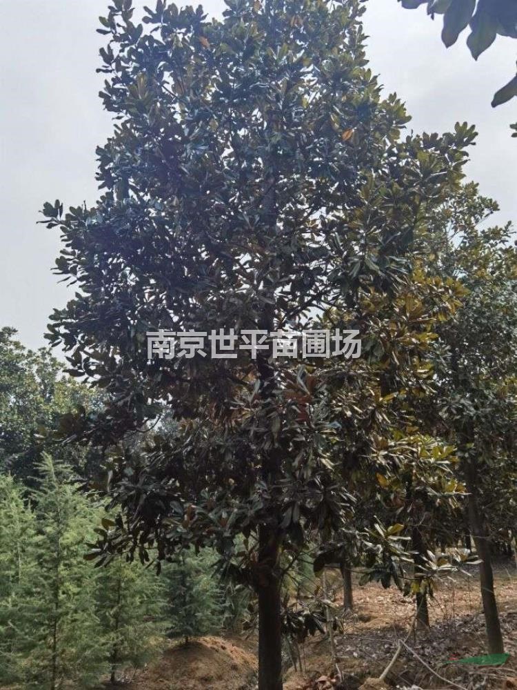 廣玉蘭18公分廣玉蘭20公分廣玉蘭22公分廣玉蘭25公分