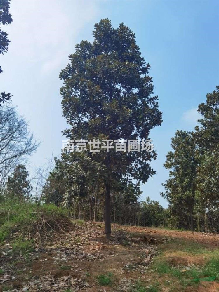 廣玉蘭18公分廣玉蘭20公分廣玉蘭22公分廣玉蘭25公分