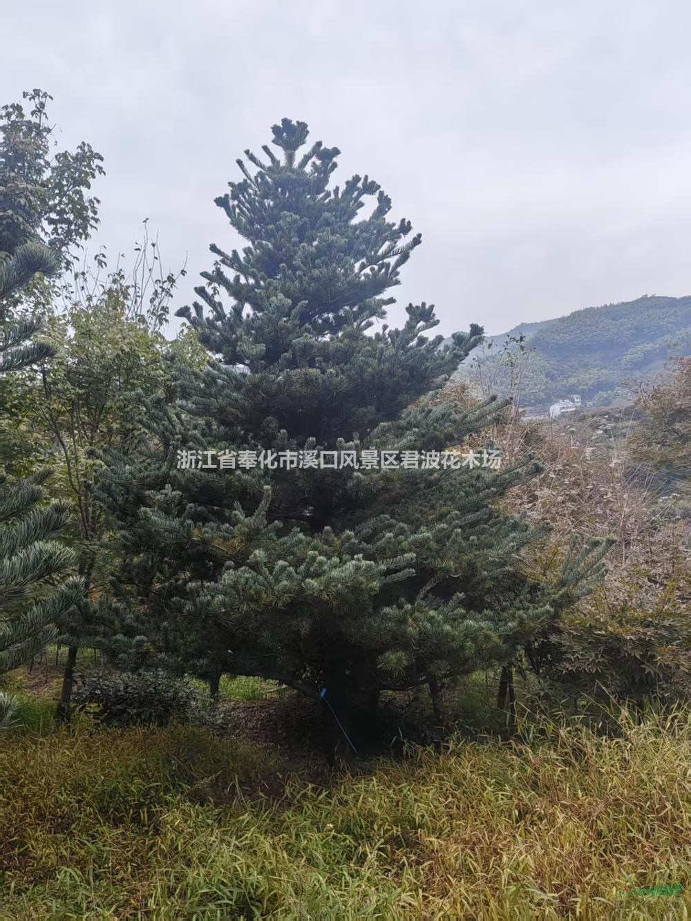 毛胚五針松基地直售易成活-毛胚五針松植株健壯-毛胚五針松低價直供現貨速發