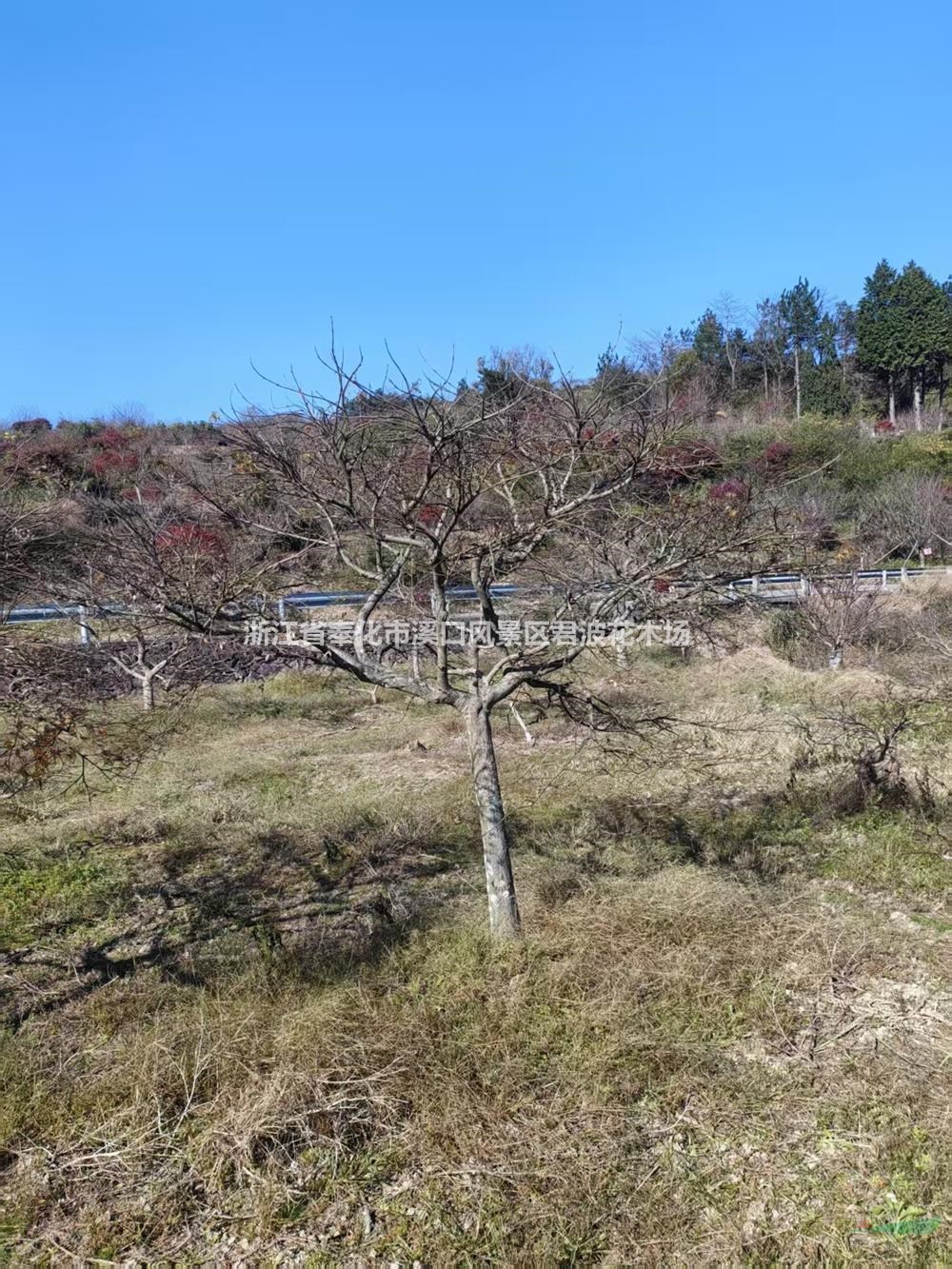 现挖羽毛枫叶色鲜艳观赏性好 -公园绿化羽毛枫苗-羽毛枫庭院别墅造景