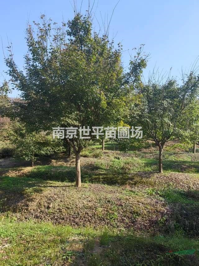 雞爪槭8公分雞爪槭10公分雞爪槭11公分雞爪槭12公分雞爪槭14公..