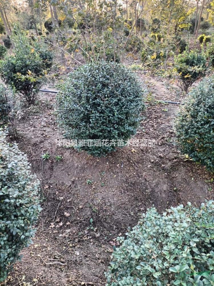 自家苗圃出售各種規格品種球內，小葉女貞球出售中價格優惠，清..