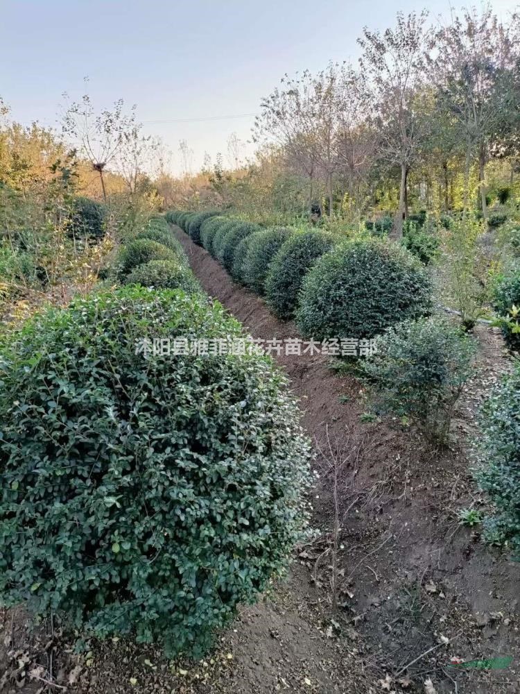 自家苗圃出售各種規格品種球內，小葉女貞球出售中價格優惠，清..