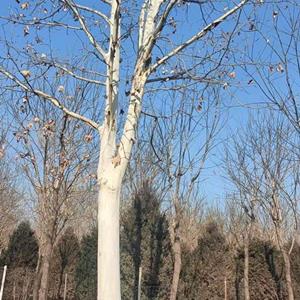 自有苗圃销售各类苗木，价格优惠 法桐 国槐 杜仲 白蜡等