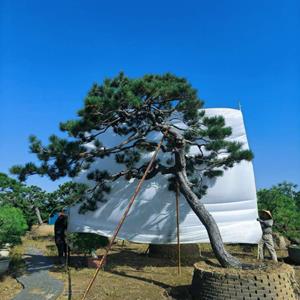 黒松油松景观庭院松