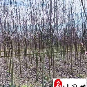 红花玉兰2-3公分基地直供 成都红花玉兰条子批发价格 量大价优