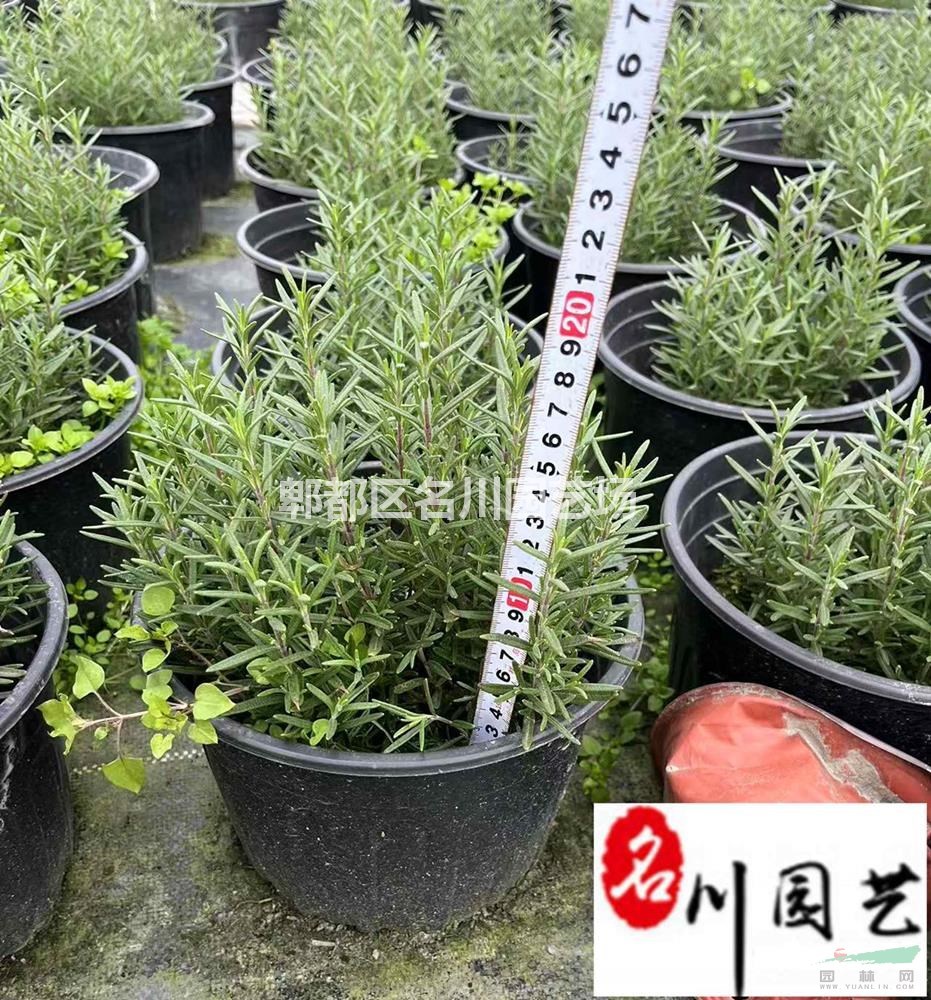 迷迭香基地直销 成都重庆迷迭香杯苗批发 园林地被造景绿化苗