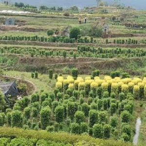 毛叶丁香柱