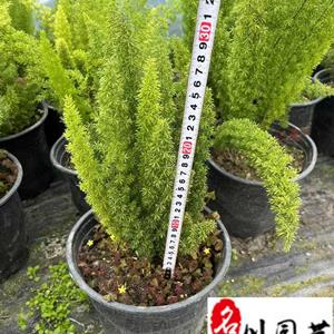 四川狐尾天门冬基地批发 狐尾天门冬杯苗价格 大杯小杯加仑杯出售