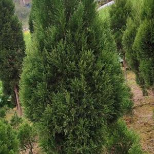植树节活动！  塔柏上线