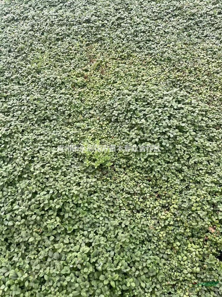 山東青州蛇莓