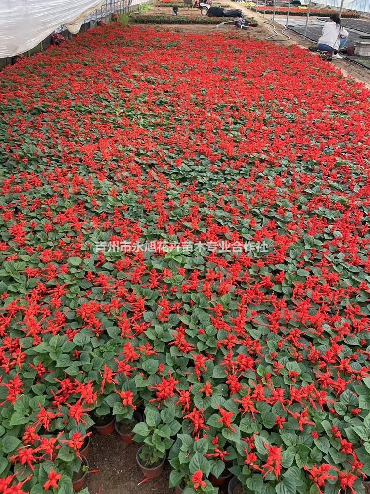 山東青州一串紅
