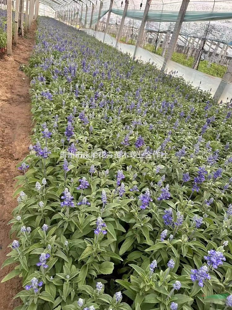 山東青州草花鼠尾草