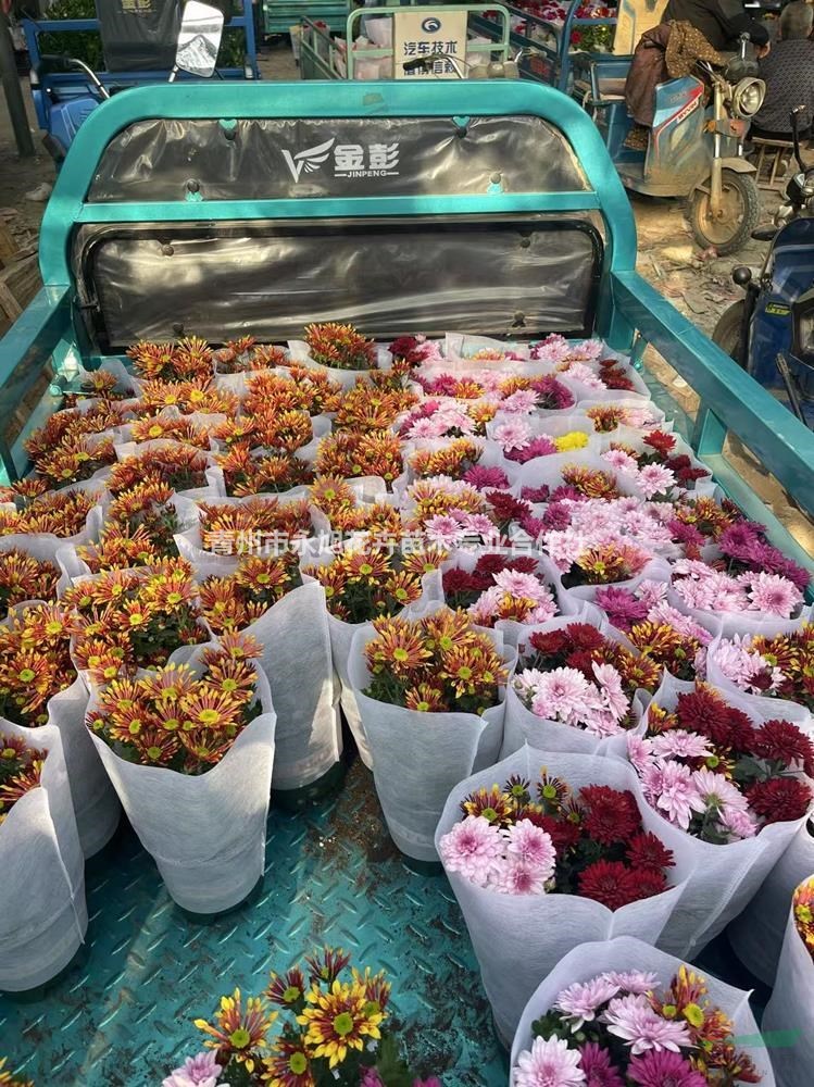 山东青州 荷兰小菊