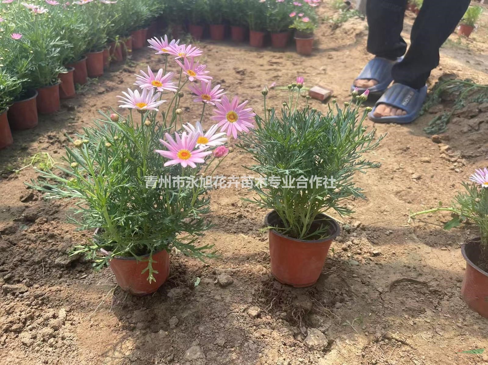 山东青州 玛格丽特