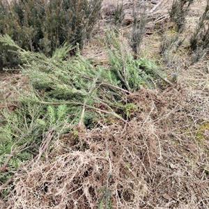 夏禹林基地直销红豆杉树苗庭院观叶绿植室内盆栽花卉懒人福利易..