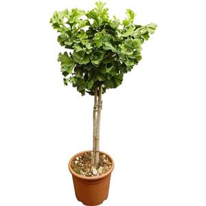 金叶银杏树苗别墅庭院风景树行道白果活苗大苗南北方种植大树苗木
