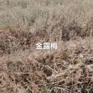 金露梅