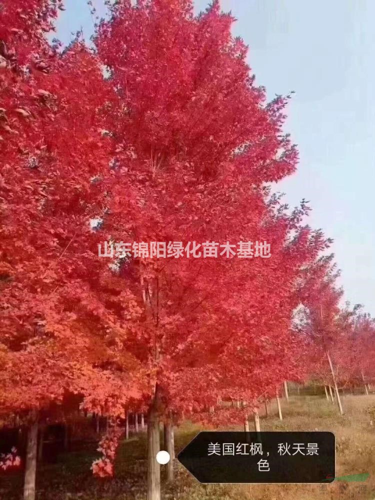 清地：美國紅楓12～30公分、叢生美國紅楓、物美價廉！