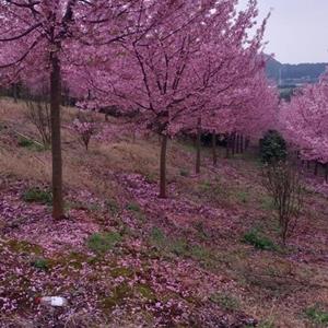 红粉佳人樱花基地直供10000棵，各种规格都有