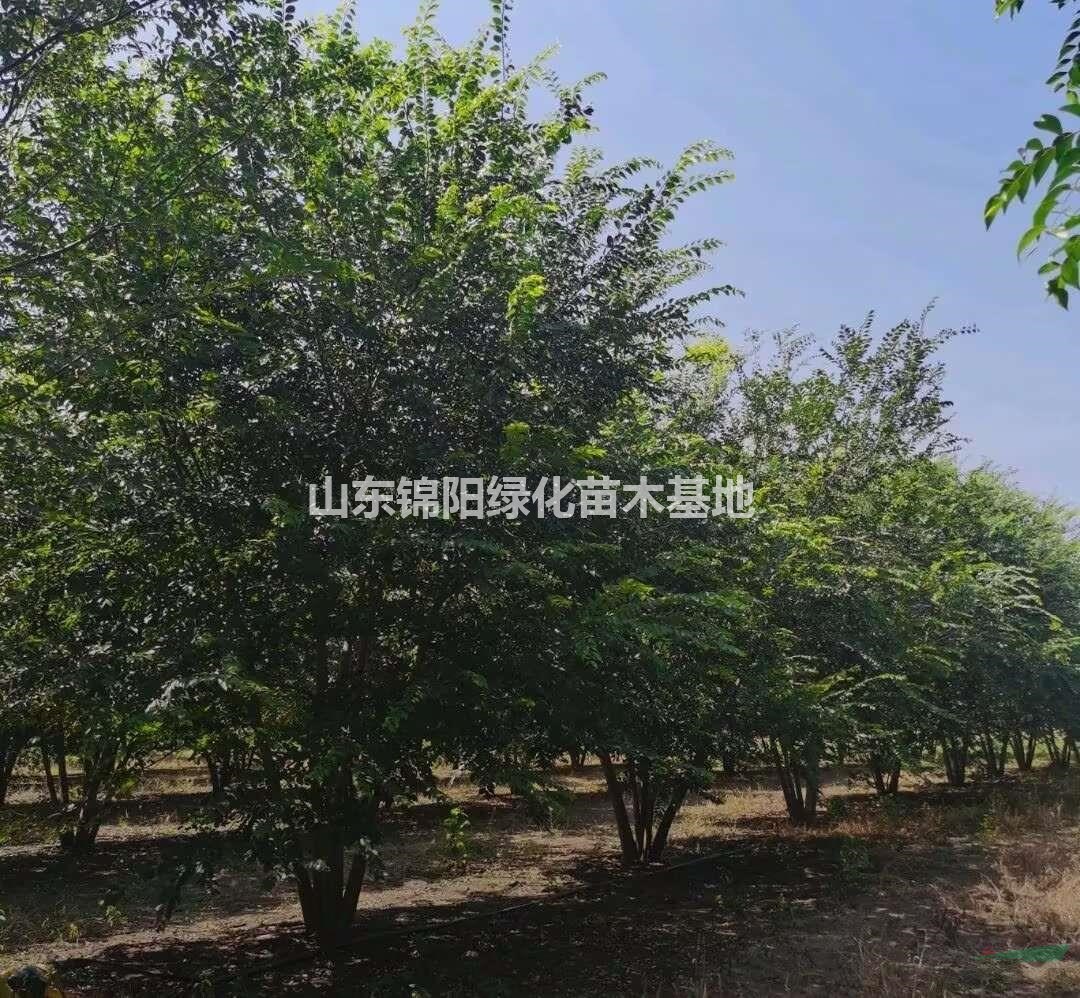 點擊2025年樸樹價格行情，叢生樸樹價格、樸樹小苗行情