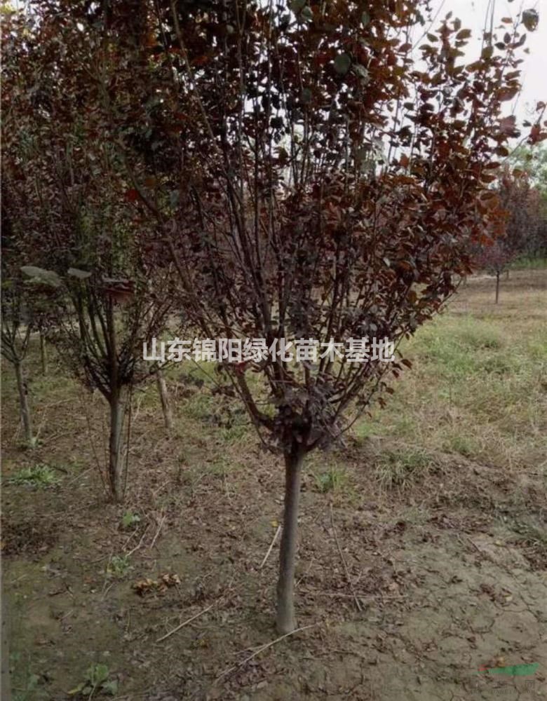 自産自銷：紫葉李，多次修剪，樹形優美，價格便宜，産地直銷！