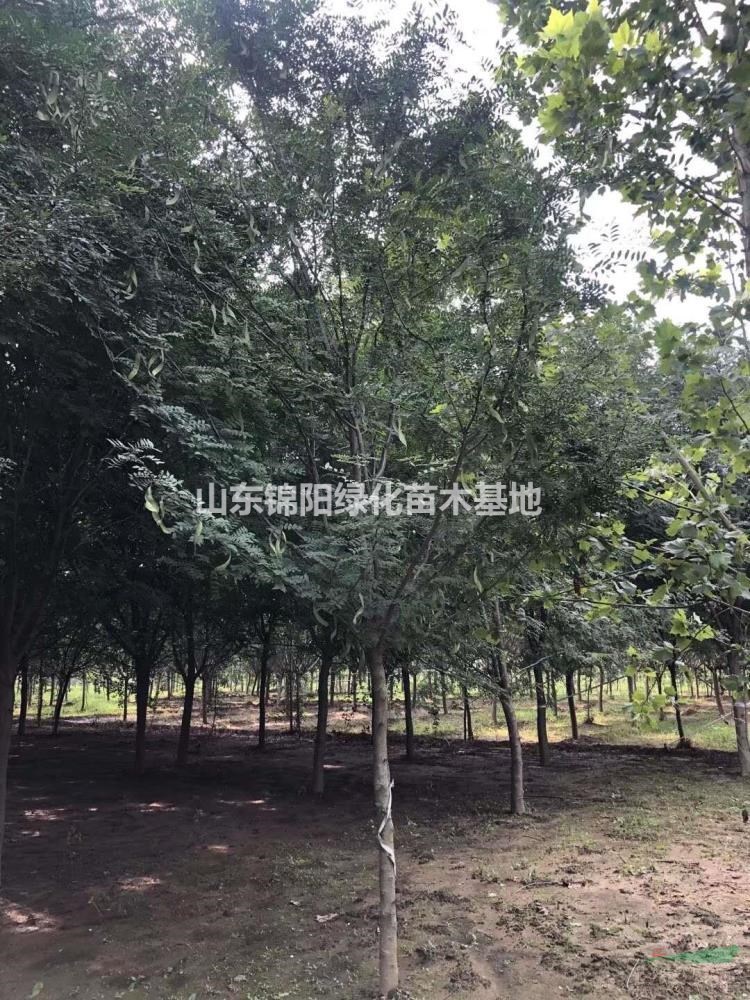 供應：12～30公分：皂角樹價格、皂莢樹價格便宜！