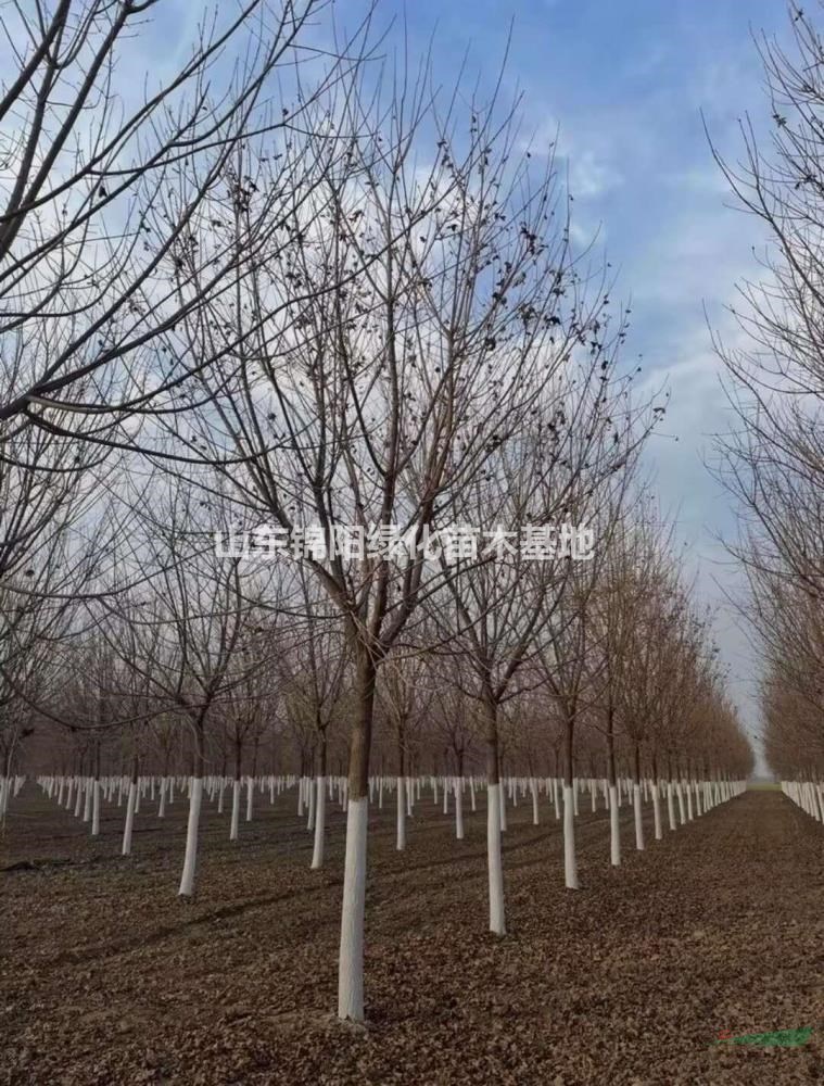 五角楓，白菜價了！五角楓主産地供應：5～25公分五角楓！