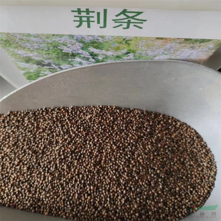 抗幹旱耐貧瘠多用途小冠花種子1噸三葉草籽