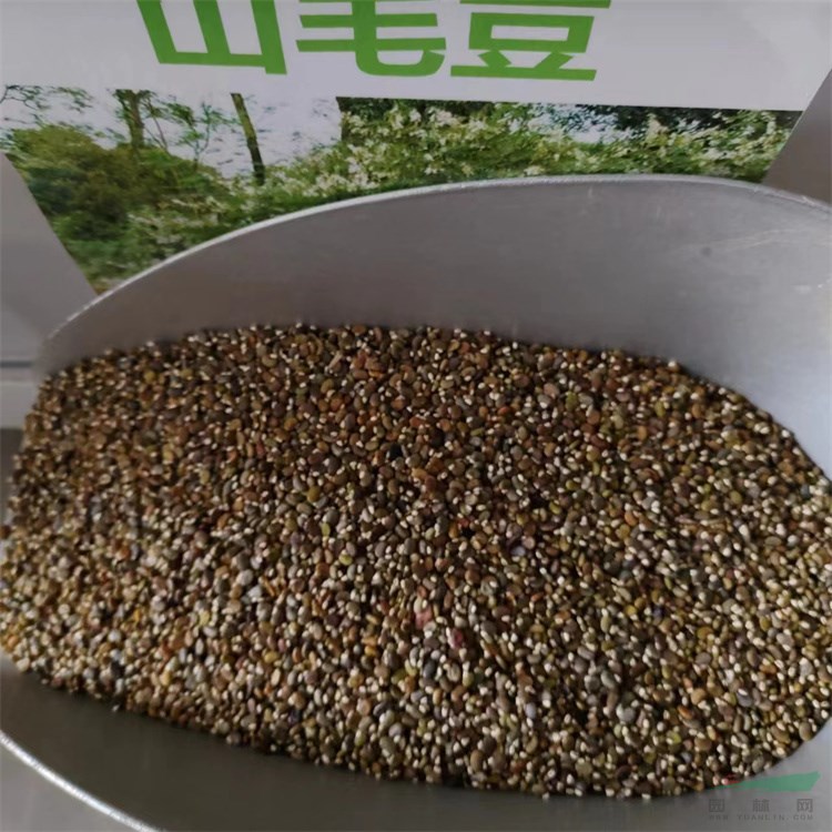 抗幹旱耐貧瘠多用途小冠花種子1噸三葉草籽