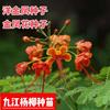 当年新采洋金凤种子 金凤花 黄蝴蝶 蛱蝶花种子