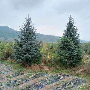 河北5米高云杉  精品云杉 大规格云杉河北云杉一手批发基地