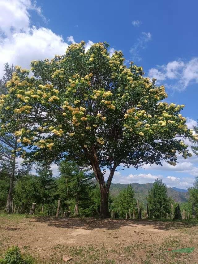 采购暴馬丁香到河北承德 精品暴馬丁香批发
