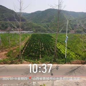 黄杨球