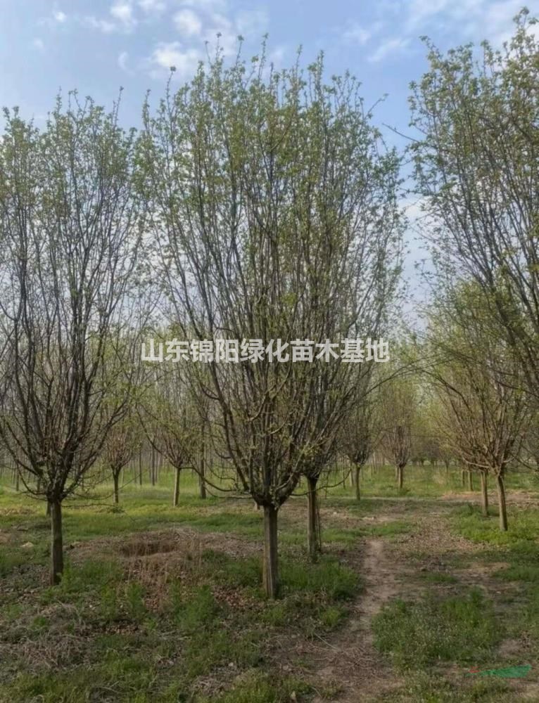 退林！清地價！木瓜海棠、各種規格均有貨源！