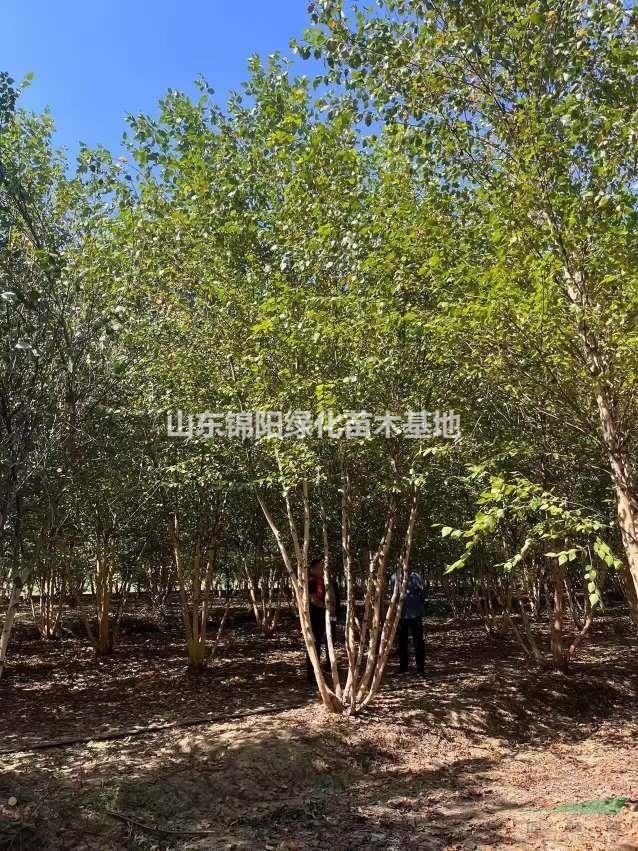 低價供應：河桦、叢生河桦！物美價廉！預購從優！