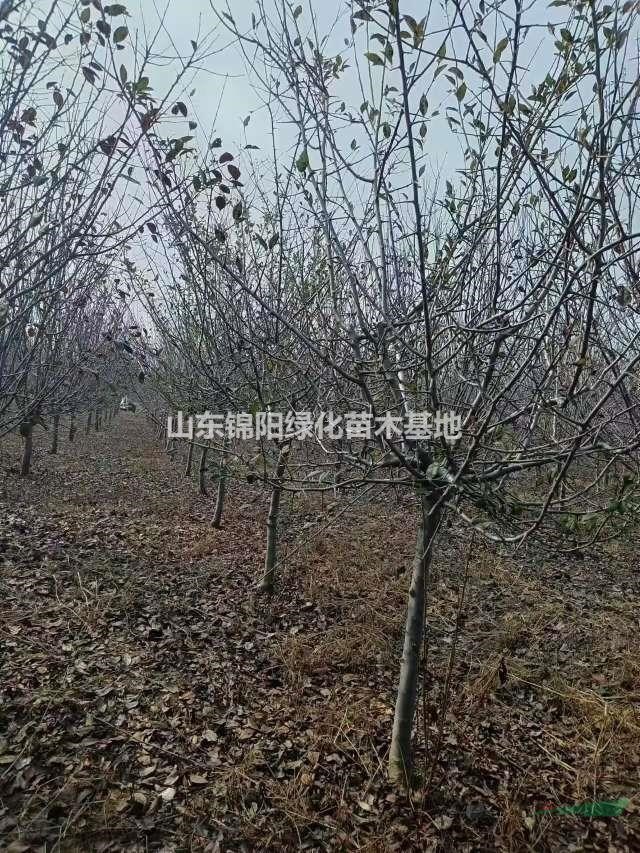 供應：垂絲海棠、大葉垂絲海棠、小葉垂絲海棠，物美價廉！