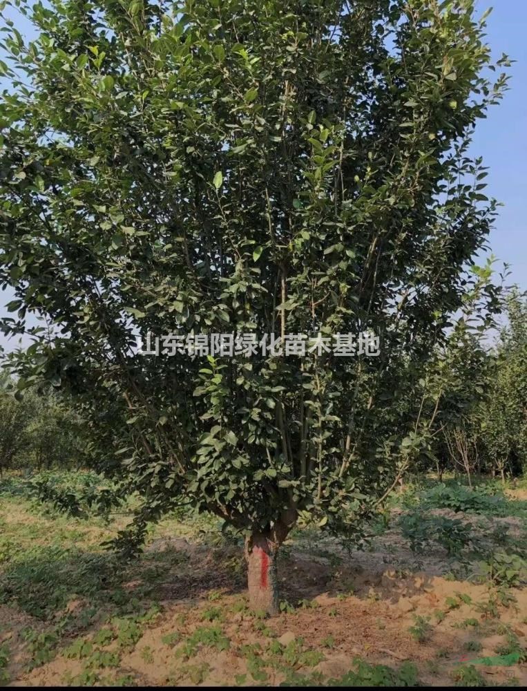 低價供應：各種規格八棱海棠、八棱海棠物美價廉！