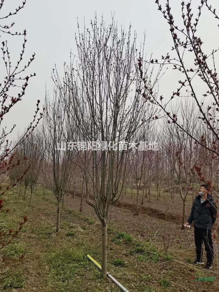 低價！清地！西府海棠！物美價廉！預購從優！