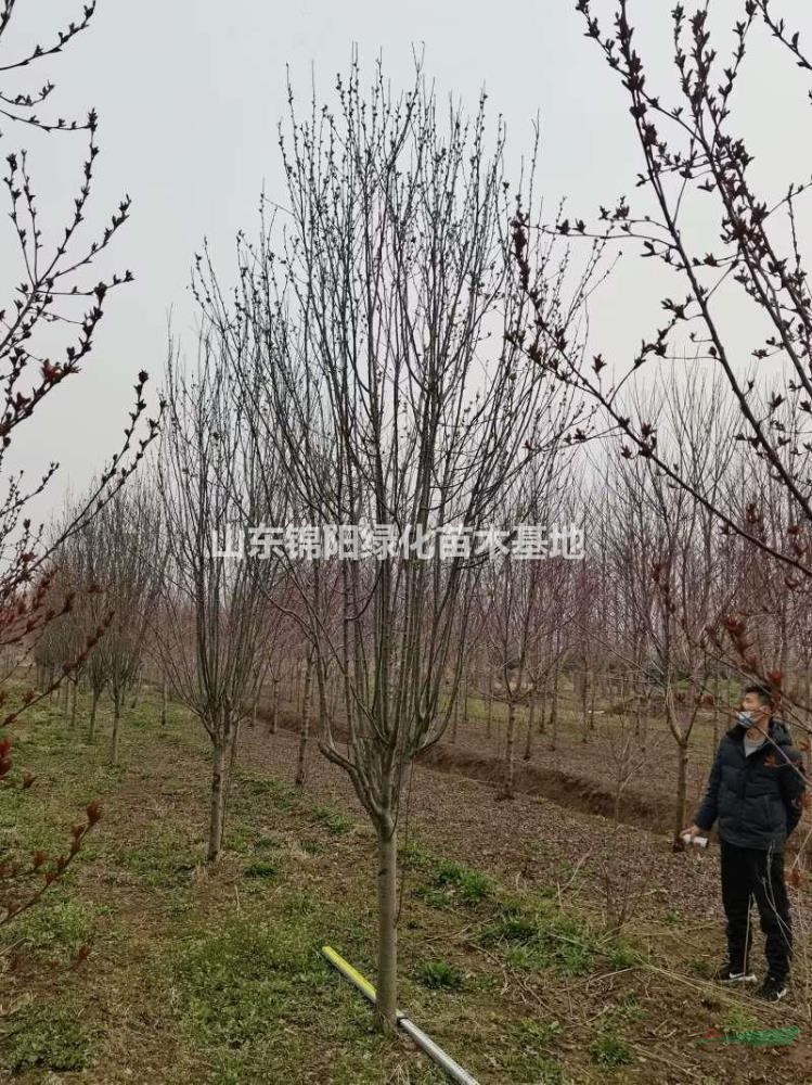低價！清地！西府海棠！物美價廉！預購從優！