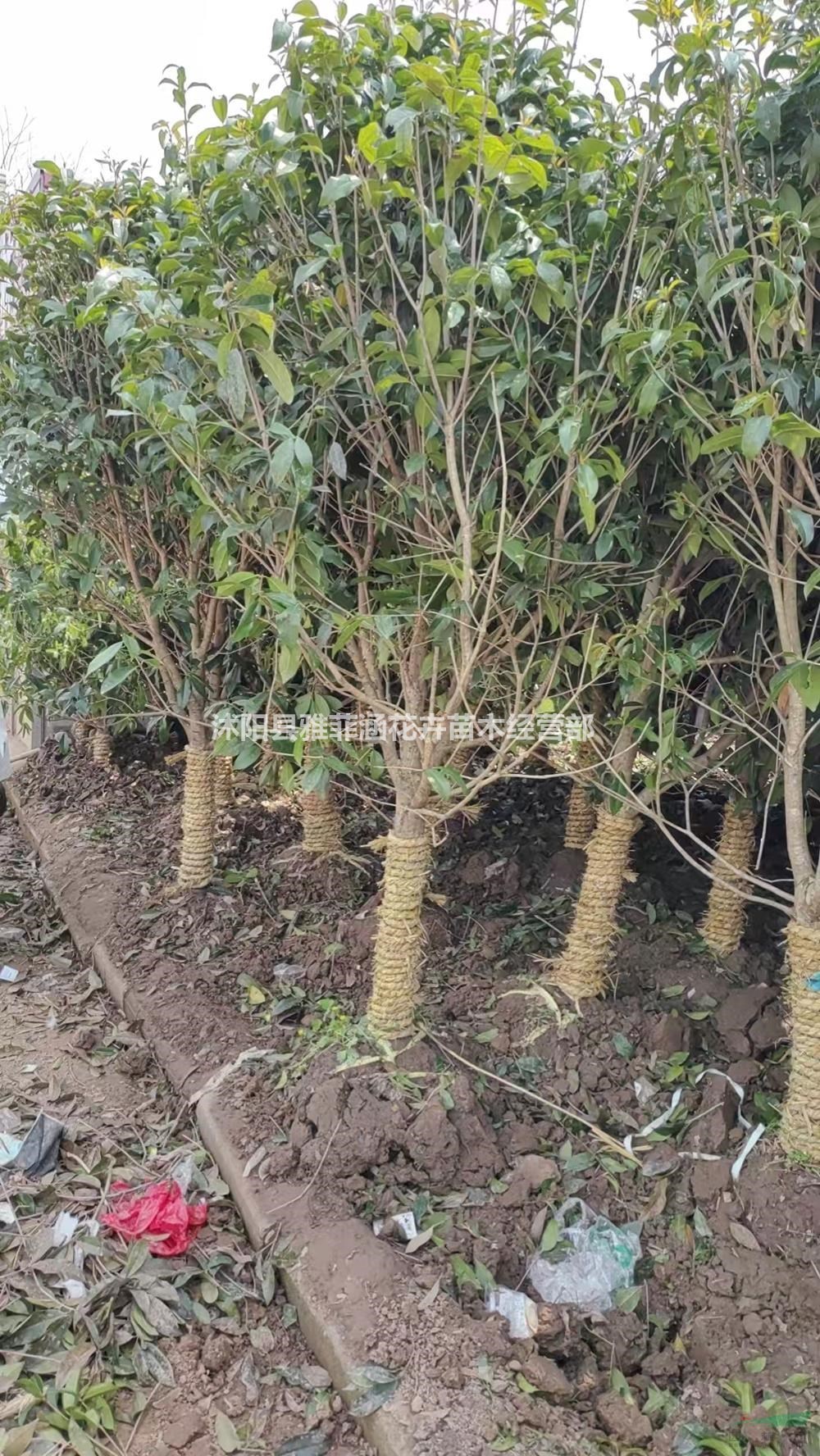 江蘇桂花園林景區栽植苗木-造景觀賞江蘇桂花樹種