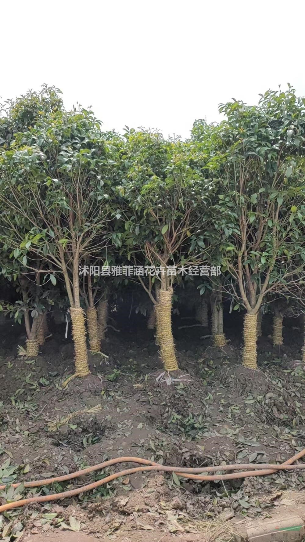 江蘇桂花園林景區栽植苗木-造景觀賞江蘇桂花樹種