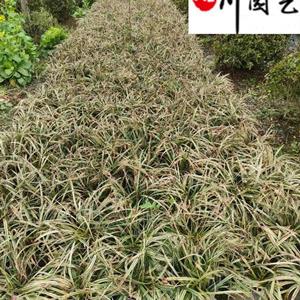基地出售金边阔叶麦冬 金边麦冬价格报价 花境花坛地被绿化苗