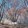 五角楓叢生5分針~！~