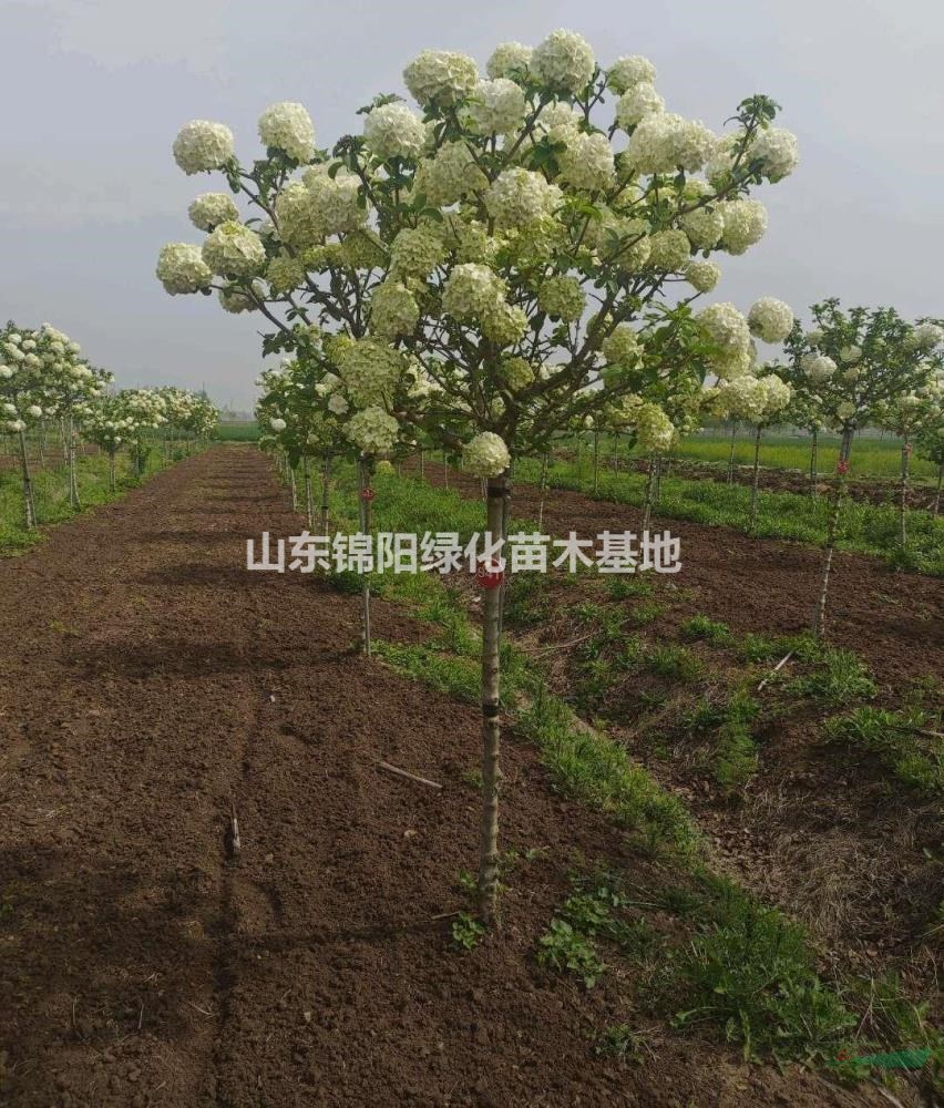 中華木繡球、木繡球價格實惠，低價供應！